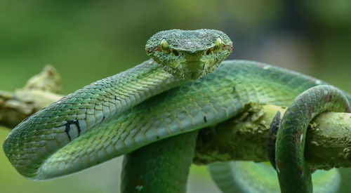 Close-up of lizard