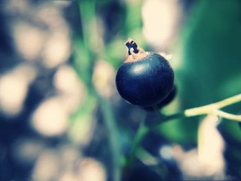 Close-up of black currant fruits on tree