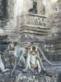 Monkeys sitting in a temple
