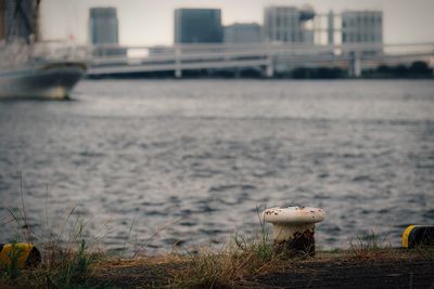 Close-up of horse by river in city against sky