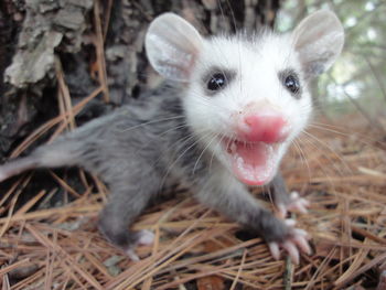 Portrait of possum by tree trunk in forest