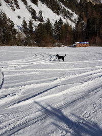 Dog on snow field against trees during winter