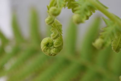 Close-up of green plant growing outdoors