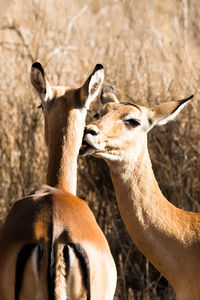 Close-up of deer against plants