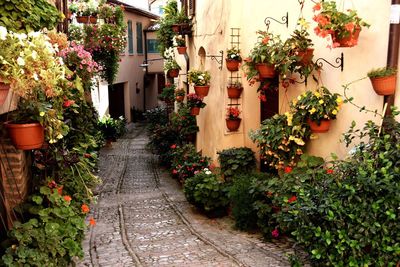 Potted plants on footpath