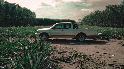 Car on field against trees