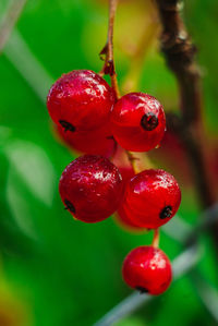 Close-up of strawberries on tree