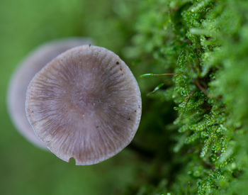 Close-up of mushroom growing on plant