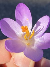 Close-up of hand holding purple crocus flower