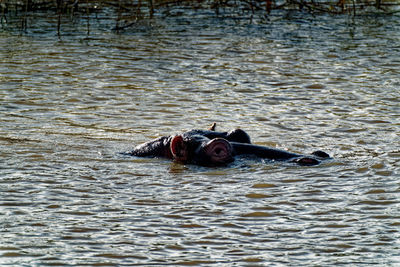 High angle view of crocodile in lake