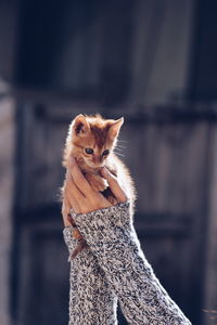 Cropped image of woman holding kitten