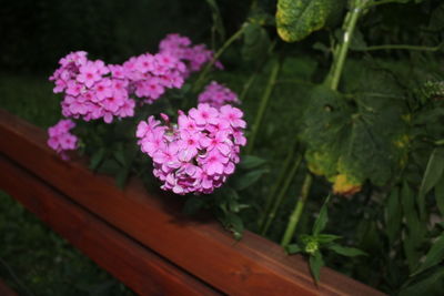 High angle view of pink flowering plant