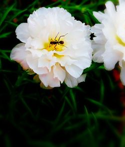 Close-up of insect on yellow flower