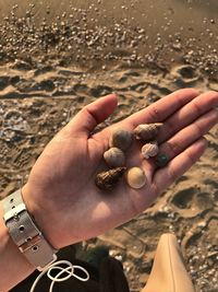 Collecting shells at the beach 