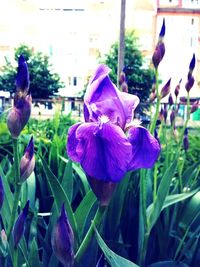 Close-up of purple flowers growing in park