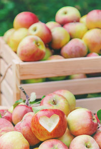 Harvest apples