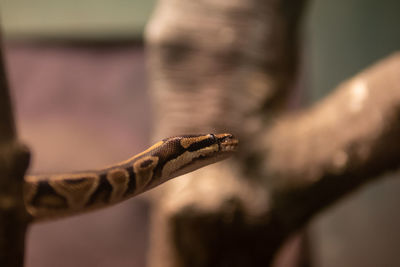 Close-up of snake against tree