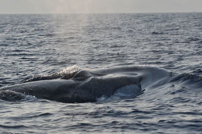 View of whale swimming in sea