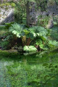 Trees growing in water