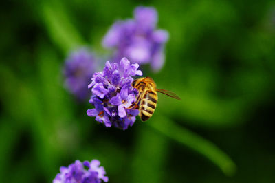 Close-up of bee pollinating on purple flower