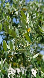 Close-up of green leaves on tree