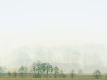 Trees on landscape against sky