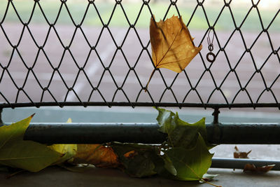 Close-up of yellow leaf on metal fence
