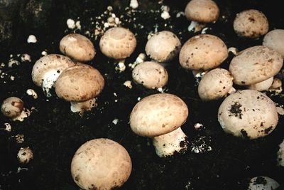 Mushrooms growing in dirt