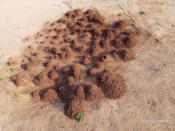 High angle view of insect on sand