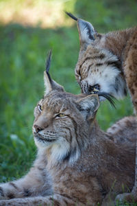 Close-up of wild cats on grass