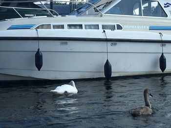 Swan on boat in water