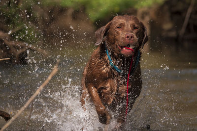 Dog running in water