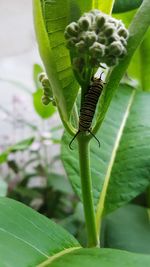 Close-up of insect on plant