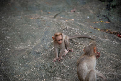 Monkeys in zoo