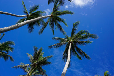 Low angle view of coconut palm tree against blue sky