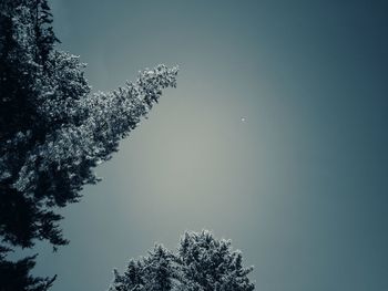 Low angle view of tree against clear sky