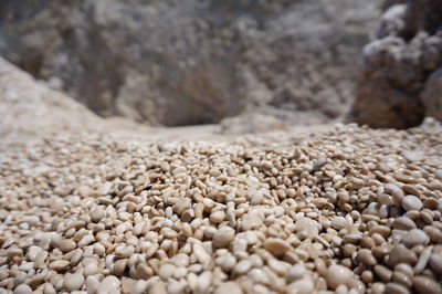 Close-up of bread on ground