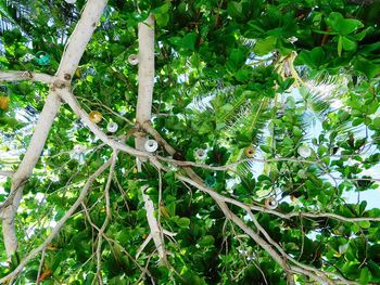 Low angle view of lizard on tree