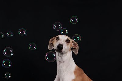 Portrait of dog by bubbles against black background