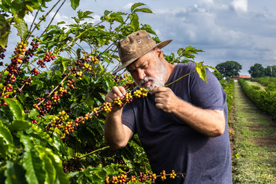 Farmer analyzes the fruits that sprout from coffee trees on a farm in brazil