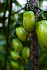 Close-up of fruits growing on tree