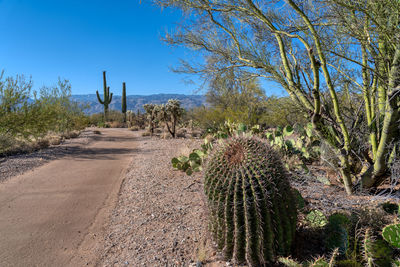 Cactus growing on field against blue sky