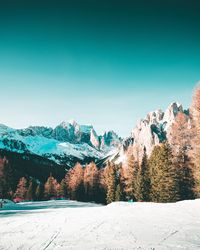 Pine trees on snowcapped mountains against clear sky