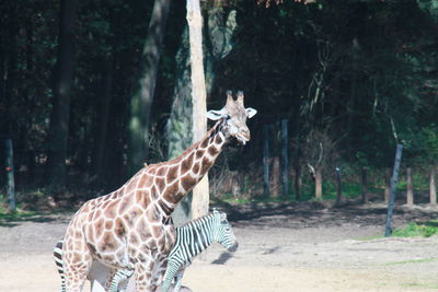 Giraffe, zabra standing in a forest