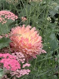 Close-up of pink flowering plants