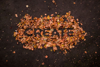 Close-up of autumn leaves