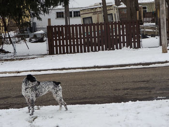 Dog standing on snow covered field