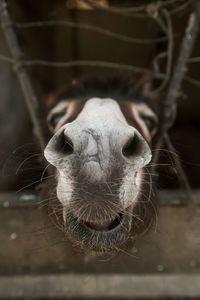 Donkey's face in the pen close up