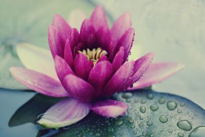 Close-up of wet pink lotus water lily