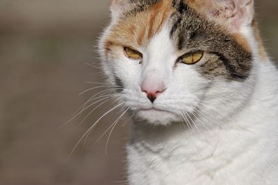 Close-up portrait of cat